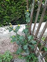 Laiteron rude, Sonchus asper (1)